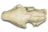 Fossil Oreodont (Merycoidodon) Skull - South Dakota #285130-5